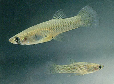 Gambusia affinis